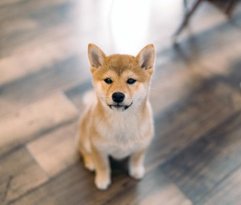 dog-puppy-cute-ears-furry-dogs-shiba-inu-shiba_t20_yR27wx